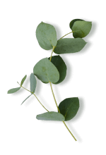 Aceite esencial de eucalipto (Eucalyptus globulus)