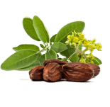 Aceite de jojoba (Simmondsia chinensis)